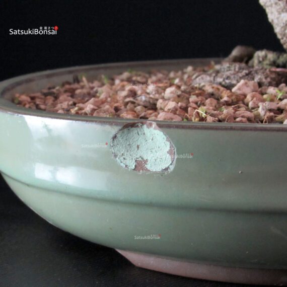 Fagus Sylvatica - Faggio europeo - immagine 6