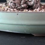 Fagus Sylvatica - Faggio europeo - immagine 7