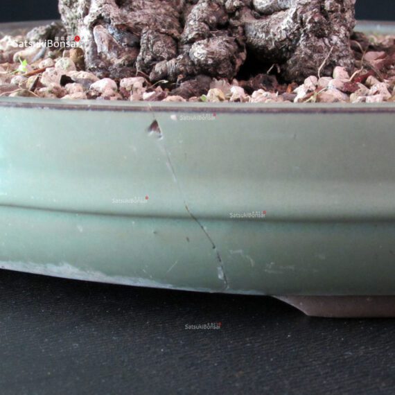 Fagus Sylvatica - Faggio europeo - immagine 7