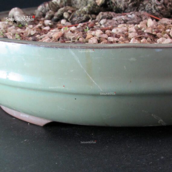 Fagus Sylvatica - Faggio europeo - immagine 8