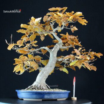 Fagus Sylvatica - Faggio europeo