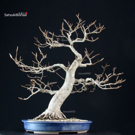 Fagus Sylvatica - Faggio europeo - immagine 2