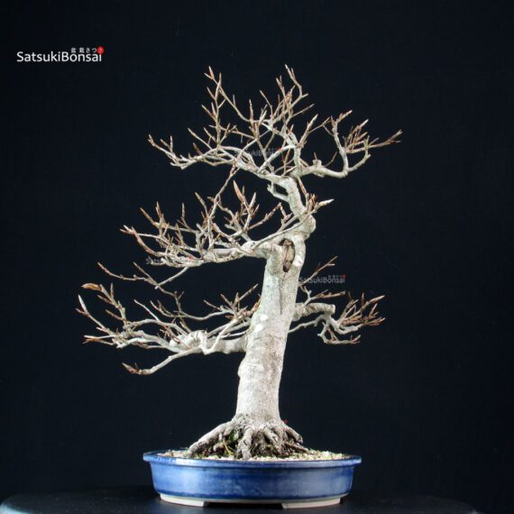 Fagus Sylvatica - Faggio europeo - immagine 3