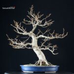 Fagus Sylvatica - Faggio europeo - immagine 4
