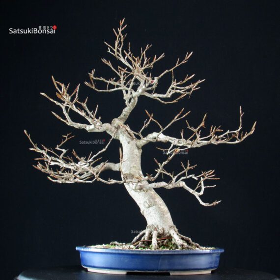 Fagus Sylvatica - Faggio europeo - immagine 4