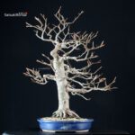Fagus Sylvatica - Faggio europeo - immagine 5