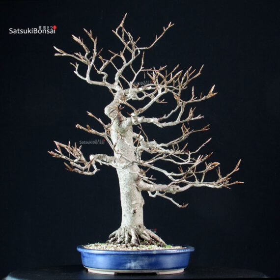 Fagus Sylvatica - Faggio europeo - immagine 5