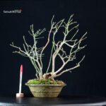 Euonimus Europaeus - Evonimo