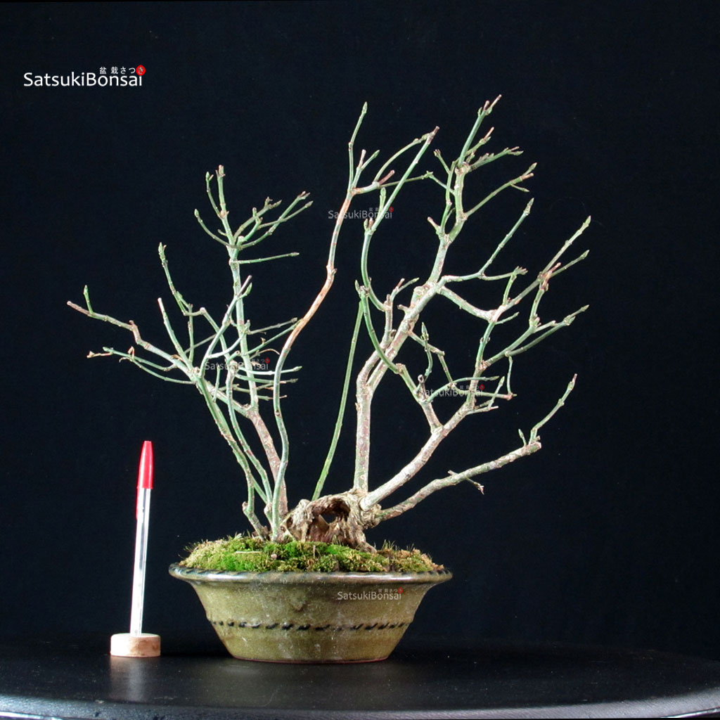 CV-25098_1-Evonimo Euonimus Europaeus - Evonimo - immagine 1