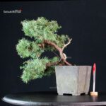 Juniperus Communis - Ginepro pungente