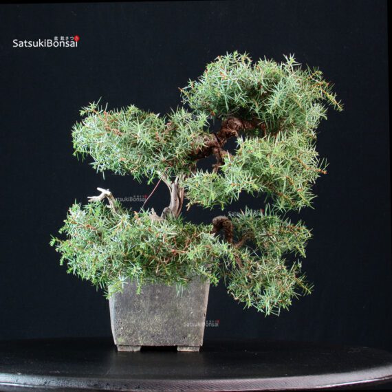 Juniperus Communis - Ginepro pungente - immagine 2
