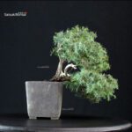 Juniperus Communis - Ginepro pungente - immagine 3