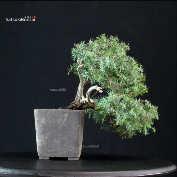 Juniperus Communis - Ginepro pungente - immagine 3