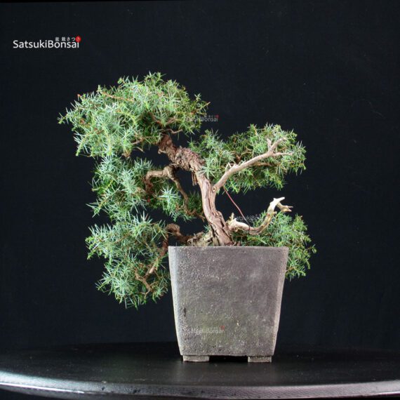 Juniperus Communis - Ginepro pungente - immagine 4