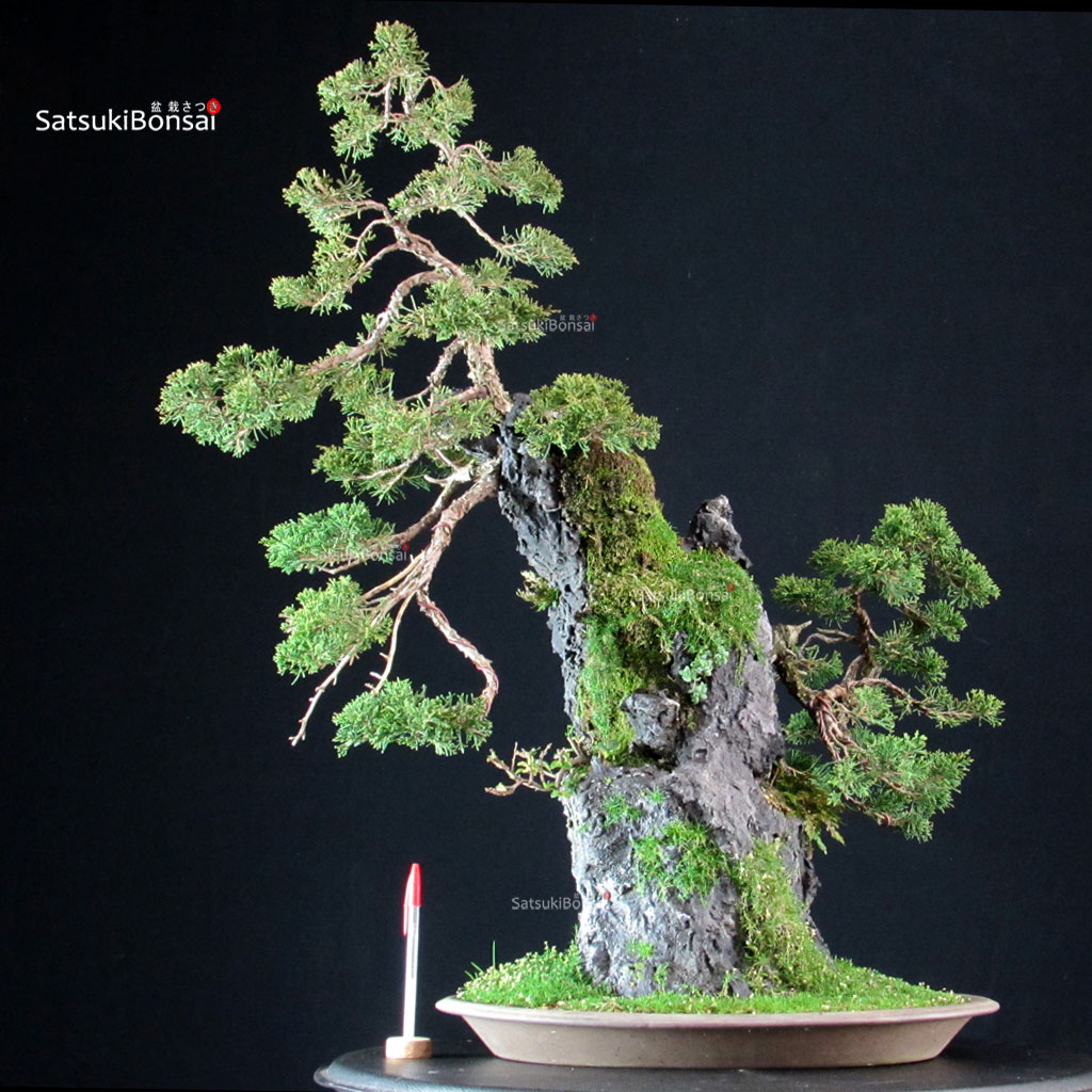 CV-25100_1-Juniperus-Chinensis-itoigawa-ishizuki Juniperus Chinensis Itoigawa Ishizuki - immagine 1