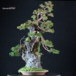 Juniperus Chinensis Itoigawa Ishizuki - immagine 2