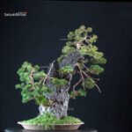 Juniperus Chinensis Itoigawa Ishizuki - immagine 4