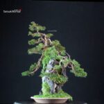 Juniperus Chinensis Itoigawa Ishizuki - immagine 3