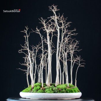 Celtis Australis - Bagolaro