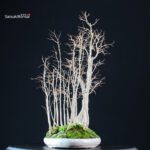 Celtis Australis - Bagolaro - immagine 2