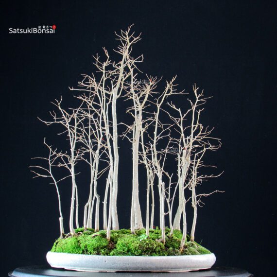 Celtis Australis - Bagolaro - immagine 3