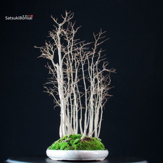 Celtis Australis - Bagolaro - immagine 4