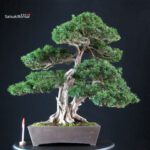 Taxus Cuspidata - Tasso giapponese