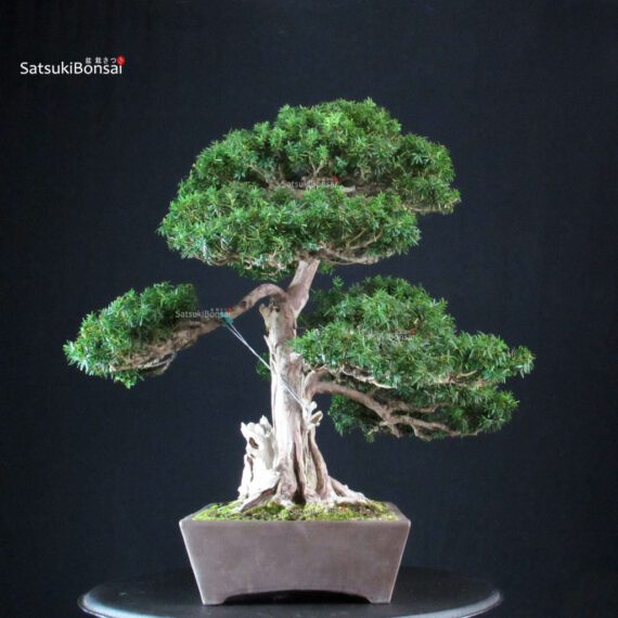 Taxus Cuspidata - Tasso giapponese - immagine 2