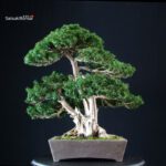 Taxus Cuspidata - Tasso giapponese - immagine 3