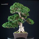 Taxus Cuspidata - Tasso giapponese - immagine 4