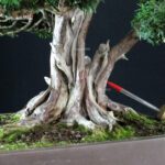 Taxus Cuspidata - Tasso giapponese - immagine 6