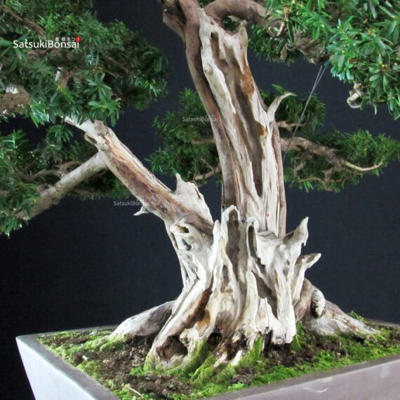 Taxus Cuspidata - Tasso giapponese - immagine 5