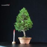 Chamaecyparis Obtusa - Hinoki