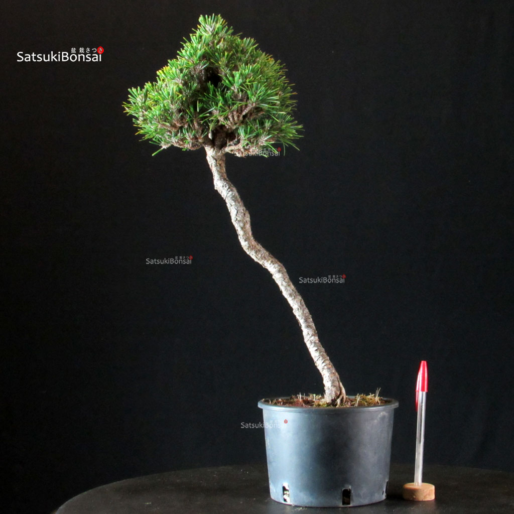 4523_1-Pinus-thunbergii-senjumaru Pinus Thunbergii Kuromatsu Kotobuki Senjumaru - immagine 1