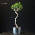 Pinus Thunbergii Kuromatsu Kotobuki Senjumaru - immagine 2