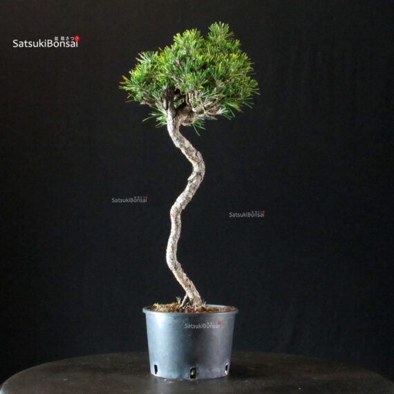 Pinus Thunbergii Kuromatsu Kotobuki Senjumaru - immagine 2