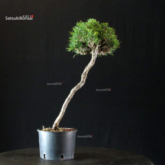 Pinus Thunbergii Kuromatsu Kotobuki Senjumaru - immagine 3