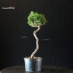 Pinus Thunbergii Kuromatsu Kotobuki Senjumaru - immagine 4