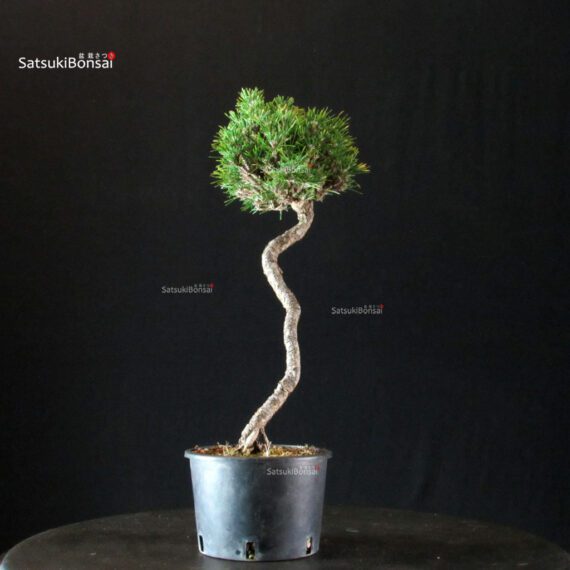 Pinus Thunbergii Kuromatsu Kotobuki Senjumaru - immagine 4