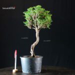 Pinus Thunbergii Kuromatsu Kotobuki Senjumaru