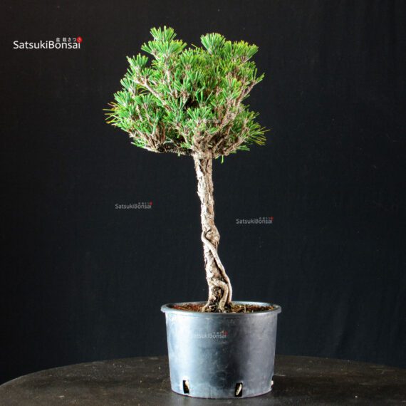 Pinus Thunbergii Kuromatsu Kotobuki Senjumaru - immagine 2