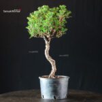 Pinus Thunbergii Kuromatsu Kotobuki Senjumaru - immagine 3