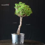 Pinus Thunbergii Kuromatsu Kotobuki Senjumaru - immagine 4
