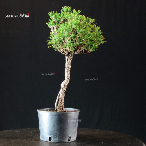 Pinus Thunbergii Kuromatsu Kotobuki Senjumaru - immagine 4