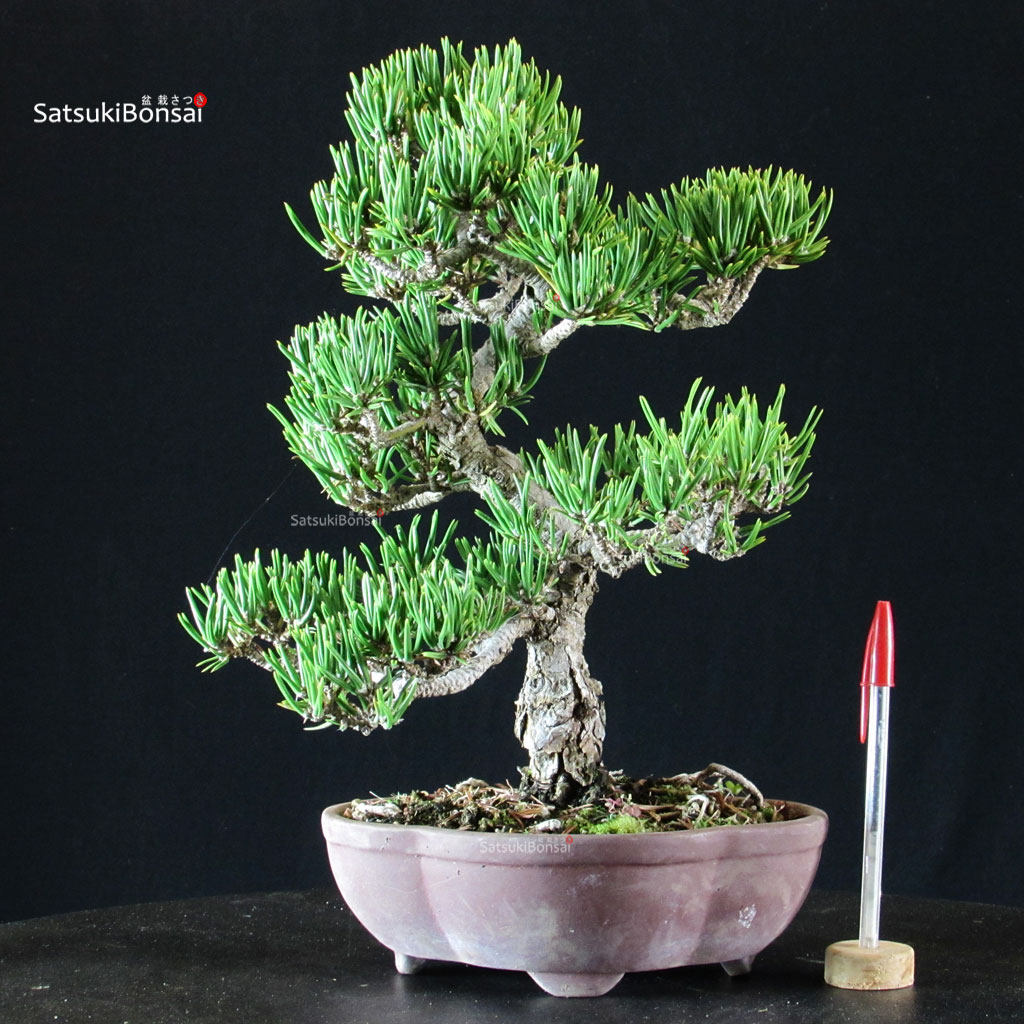 4832_1-Pinus-thunbergi-sunsho Pinus Thunbergii Kuromatsu Sunsho - immagine 1