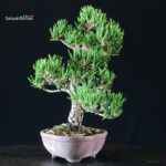 Pinus Thunbergii Kuromatsu Sunsho - immagine 3