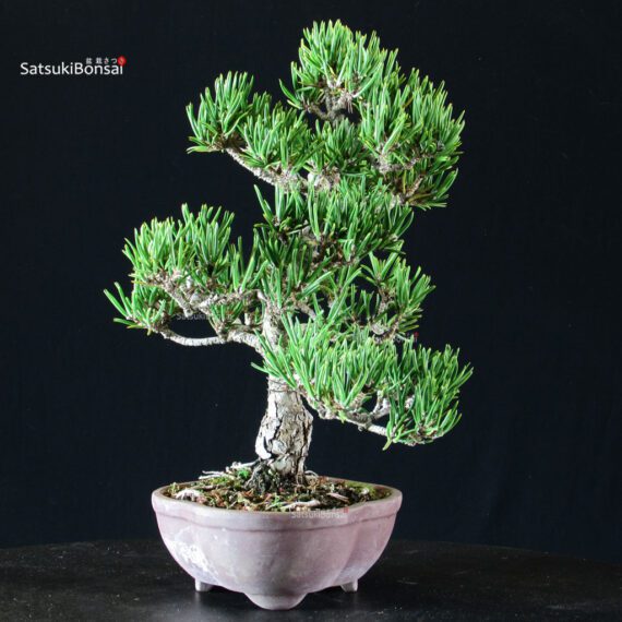 Pinus Thunbergii Kuromatsu Sunsho - immagine 3