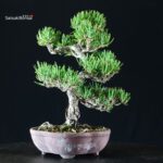 Pinus Thunbergii Kuromatsu Sunsho - immagine 4