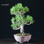 Pinus Thunbergii Kuromatsu Sunsho - immagine 5