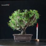 Pinus Thunbergii Kuromatsu Kotobuki Senjumaru